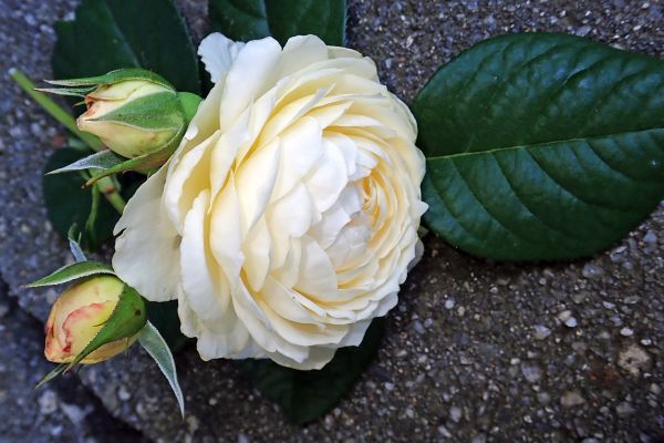 Bulgaria - Special features